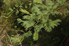 Acacia ferruginea